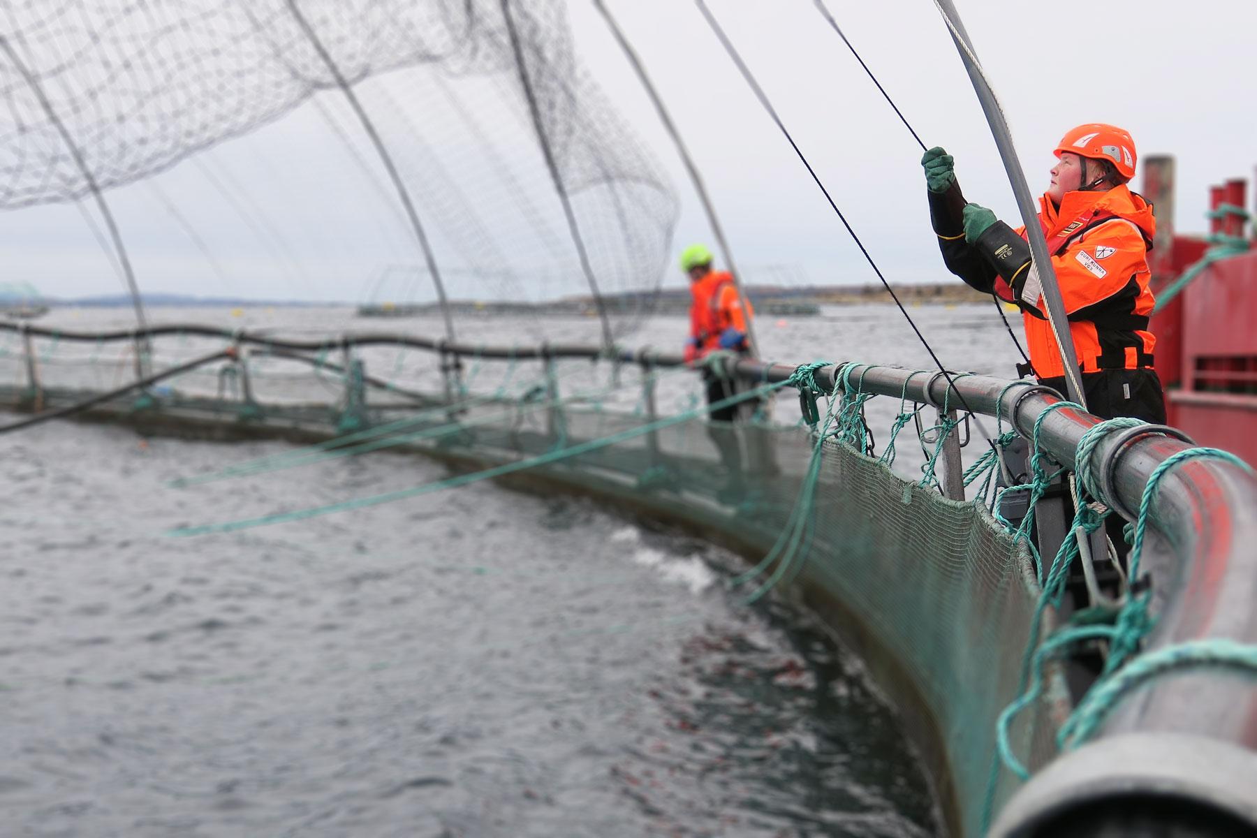 Husbandry operative at the marine cage